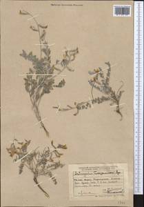 Astragalus turczaninovii Kar. & Kir., Middle Asia, Dzungarian Alatau & Tarbagatai (M5) (Kazakhstan)