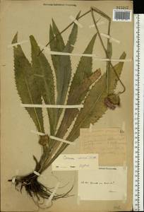 Cirsium canum (L.) All., Eastern Europe, Eastern region (E10) (Russia)