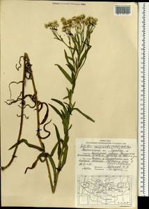 Achillea acuminata (Ledeb.) Sch. Bip., Mongolia (MONG) (Mongolia)