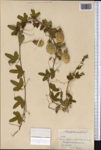 Passiflora foetida L., America (AMER) (Cuba)