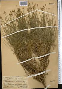 Cylindrocarpa sewerzowii (Regel) Regel, Middle Asia, Western Tian Shan & Karatau (M3) (Kazakhstan)