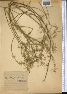 Chondrilla pauciflora Ledeb., Middle Asia, Syr-Darian deserts & Kyzylkum (M7) (Kazakhstan)