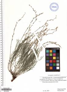 SMR001848, Astragalus austriacus Jacq., Eastern Europe, Eastern region (E10) (Russia)