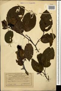 Alnus subcordata C.A.Mey., Caucasus, Azerbaijan (K6) (Azerbaijan)