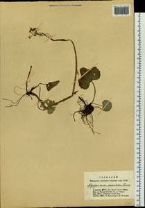 Petasites rubellus (J. F. Gmel.) J. Toman, Siberia, Altai & Sayany Mountains (S2) (Russia)