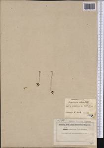 Pinguicula villosa L., America (AMER) (Canada)
