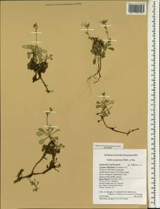 Arabis purpurea Sm., South Asia, South Asia (Asia outside ex-Soviet states and Mongolia) (ASIA) (Cyprus)