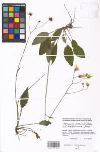 Hieracium lachenalii subsp. deductum (Sudre) Greuter, Eastern Europe, Moscow region (E4a) (Russia)