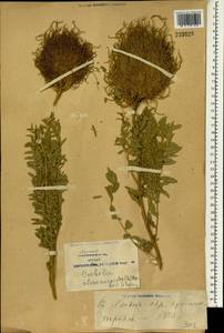 Sophora alopecuroides L., South Asia, South Asia (Asia outside ex-Soviet states and Mongolia) (ASIA) (China)