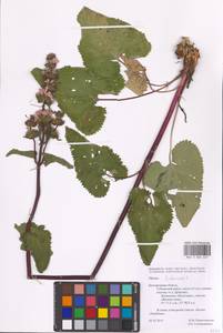 MHA 0 006 647, Phlomoides tuberosa (L.) Moench, Eastern Europe, Central forest-and-steppe region (E6) (Russia)