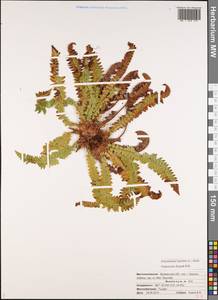 Polystichum lonchitis (L.) Roth, Eastern Europe, Northern region (E1) (Russia)