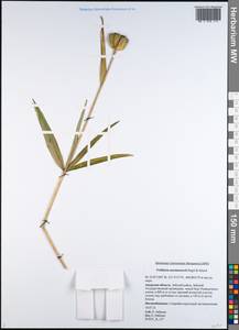 Fritillaria maximowiczii Freyn, Siberia, Russian Far East (S6) (Russia)
