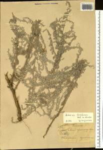 Artemisia schrenkiana Ledeb., Siberia, Altai & Sayany Mountains (S2) (Russia)