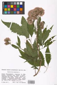 Eupatorium cannabinum L., Eastern Europe, Moscow region (E4a) (Russia)