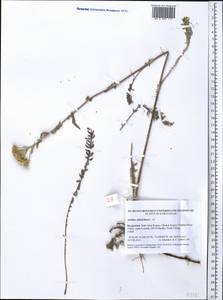 Achillea millefolium L., Middle Asia, Western Tian Shan & Karatau (M3) (Kyrgyzstan)