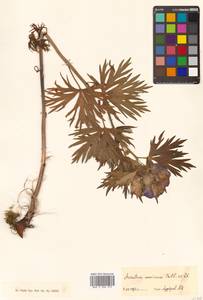 Aconitum maximum Pall. ex DC., Siberia (no precise locality) (S0) (Russia)