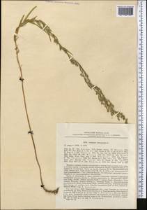 Artemisia dracunculus L., Middle Asia, Northern & Central Kazakhstan (M10) (Kazakhstan)