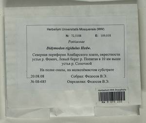 Didymodon rigidulus Hedw., Bryophytes, Bryophytes - Krasnoyarsk Krai, Tyva & Khakassia (B17) (Russia)