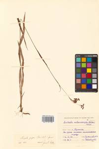 Luzula piperi (Coville) M. E. Jones, Siberia, Chukotka & Kamchatka (S7) (Russia)