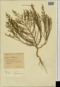 Salicornia europaea (Moss) Lambinon & Vanderp., Crimea (KRYM) (Russia)