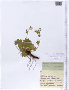 Alchemilla pseudocalycina Juz., Eastern Europe, Eastern region (E10) (Russia)