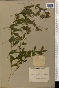 Lathyrus tuberosus L., Caucasus, Armenia (K5) (Armenia)