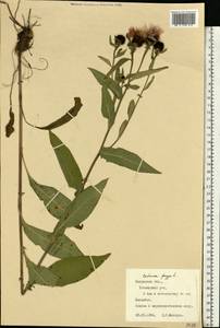Centaurea phrygia L., Eastern Europe, Central region (E4) (Russia)