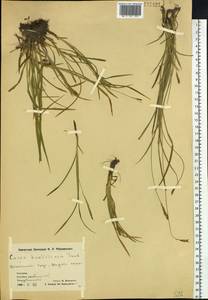 Carex hakkodensis Franch., Siberia, Chukotka & Kamchatka (S7) (Russia)