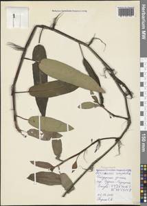 Persicaria amphibia (L.) Gray, Crimea (KRYM) (Russia)