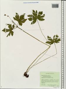 Geranium sylvaticum L., Eastern Europe, Volga-Kama region (E7) (Russia)