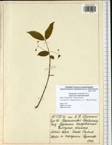 Euonymus verrucosus Scop., Eastern Europe, Central region (E4) (Russia)