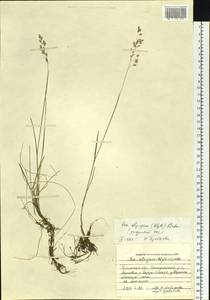 Poa alpigena Lindm., Siberia, Baikal & Transbaikal region (S4) (Russia)