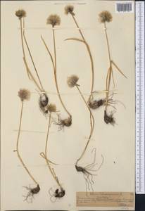 Allium schoenoprasum L., Middle Asia, Northern & Central Tian Shan (M4) (Kazakhstan)