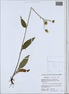 Hieracium korshinskyi Zahn, Siberia, Baikal & Transbaikal region (S4) (Russia)