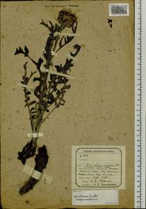 Rhaponticum uniflorum subsp. uniflorum, Siberia, Baikal & Transbaikal region (S4) (Russia)