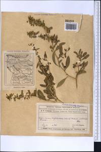 Lycium depressum Stocks, Middle Asia, Muyunkumy, Balkhash & Betpak-Dala (M9) (Kazakhstan)