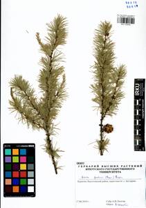 Larix gmelinii (Rupr.) Kuzen., Siberia, Baikal & Transbaikal region (S4) (Russia)