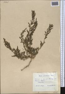 Suaeda prostrata Pall., Middle Asia, Northern & Central Kazakhstan (M10) (Kazakhstan)