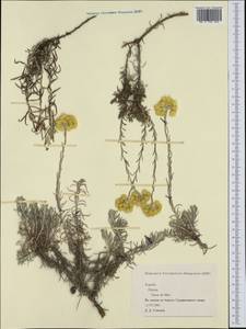 Helichrysum, Western Europe (EUR) (Spain)