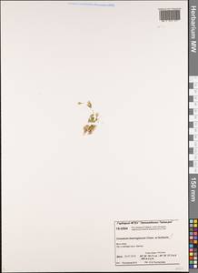 Cerastium beeringianum Cham. & Schltdl., Siberia, Central Siberia (S3) (Russia)