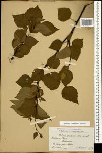 Betula pubescens var. litwinowii (Doluch.) Ashburner & McAll., Caucasus, Armenia (K5) (Armenia)