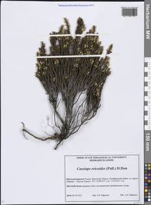 Cassiope ericoides (Pall.) D.Don, Siberia, Baikal & Transbaikal region (S4) (Russia)