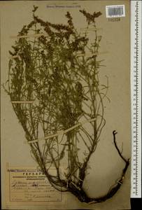 Hyssopus officinalis subsp. officinalis, Caucasus, Armenia (K5) (Armenia)