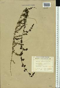 Galium humifusum M.Bieb., Eastern Europe, North Ukrainian region (E11) (Ukraine)