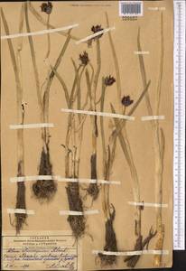 Allium atrosanguineum Schrenk, Middle Asia, Pamir & Pamiro-Alai (M2) (Tajikistan)