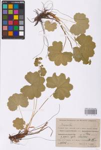 Alchemilla, Siberia, Western Siberia (S1) (Russia)