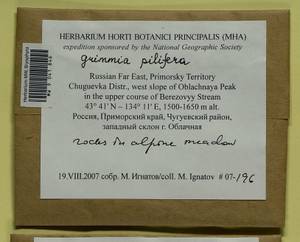 Grimmia pilifera P. Beauv., Bryophytes, Bryophytes - Russian Far East (excl. Chukotka & Kamchatka) (B20) (Russia)