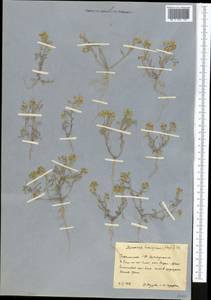Meniocus linifolius (Stephan ex Willd.) DC., Middle Asia, Kopet Dag, Badkhyz, Small & Great Balkhan (M1) (Turkmenistan)