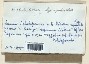 Barbilophozia lycopodioides (Wallr.) Loeske, Bryophytes, Bryophytes - Western Siberia (including Altai) (B15) (Russia)