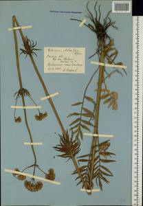 Valeriana pratensis subsp. angustifolia (Soó) Kirschner, Buttler & Hand, Eastern Europe, North Ukrainian region (E11) (Ukraine)